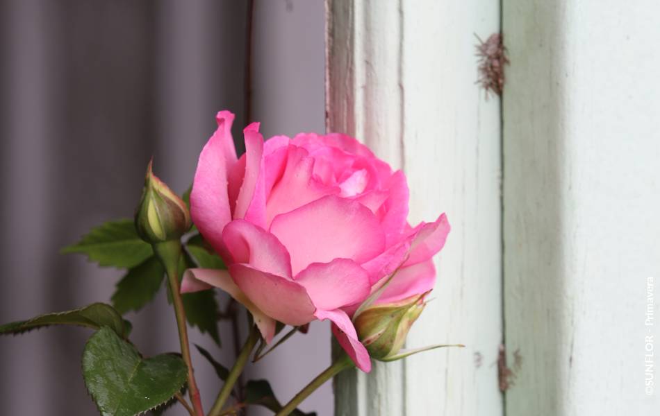 ©SUNFLOR - Primavera